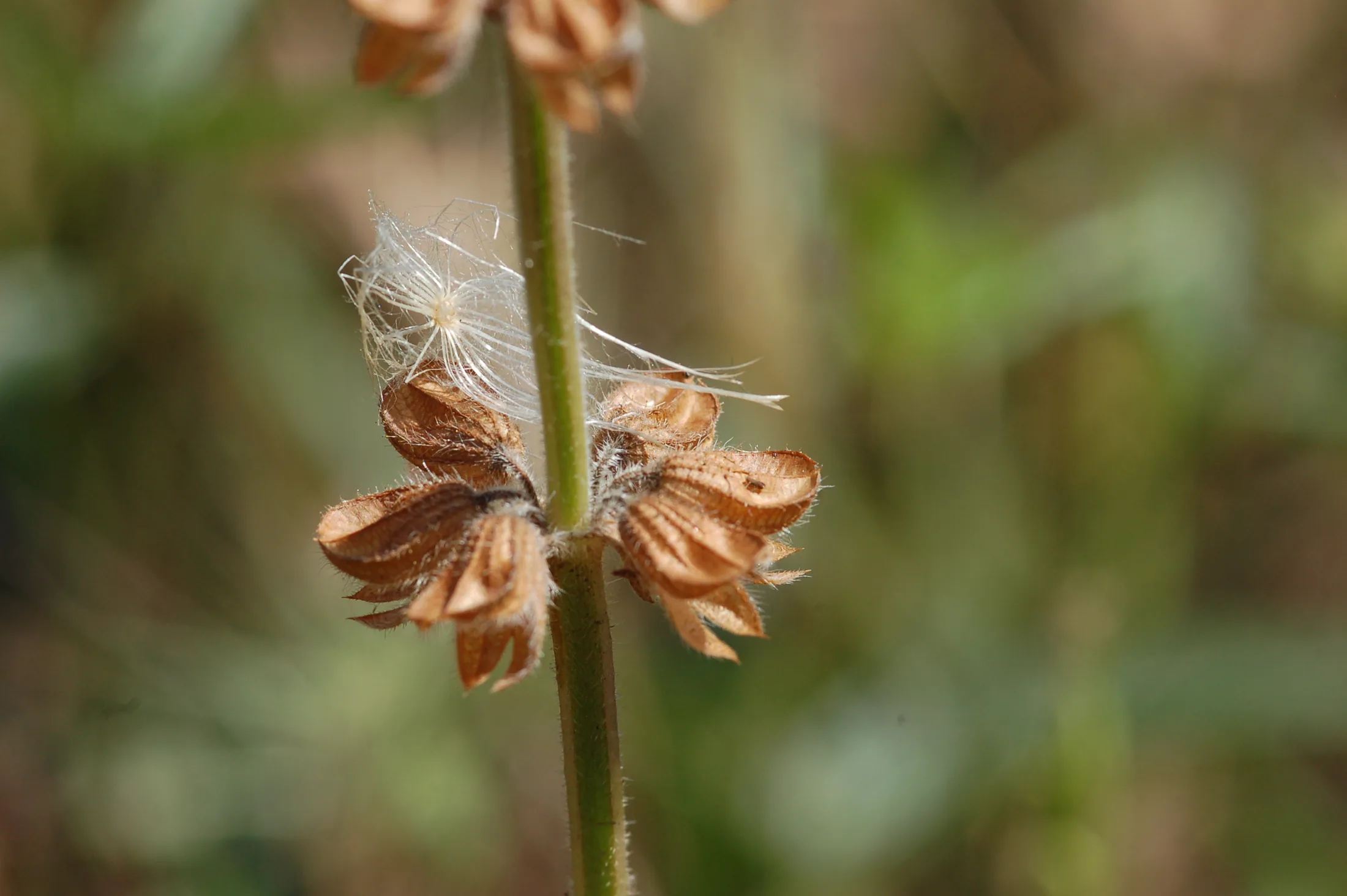Flowers 13